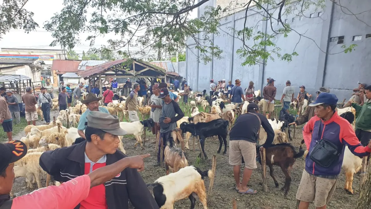 RAMAI: Suasana Pasar Kliwon di Kecamatan Dander, Jumat (3/4) pagi. Harga kambing dan domba merangkak naik mendekati musim kurban. (HAKAM ALGHIVARI/RADAR BOJONEGORO)