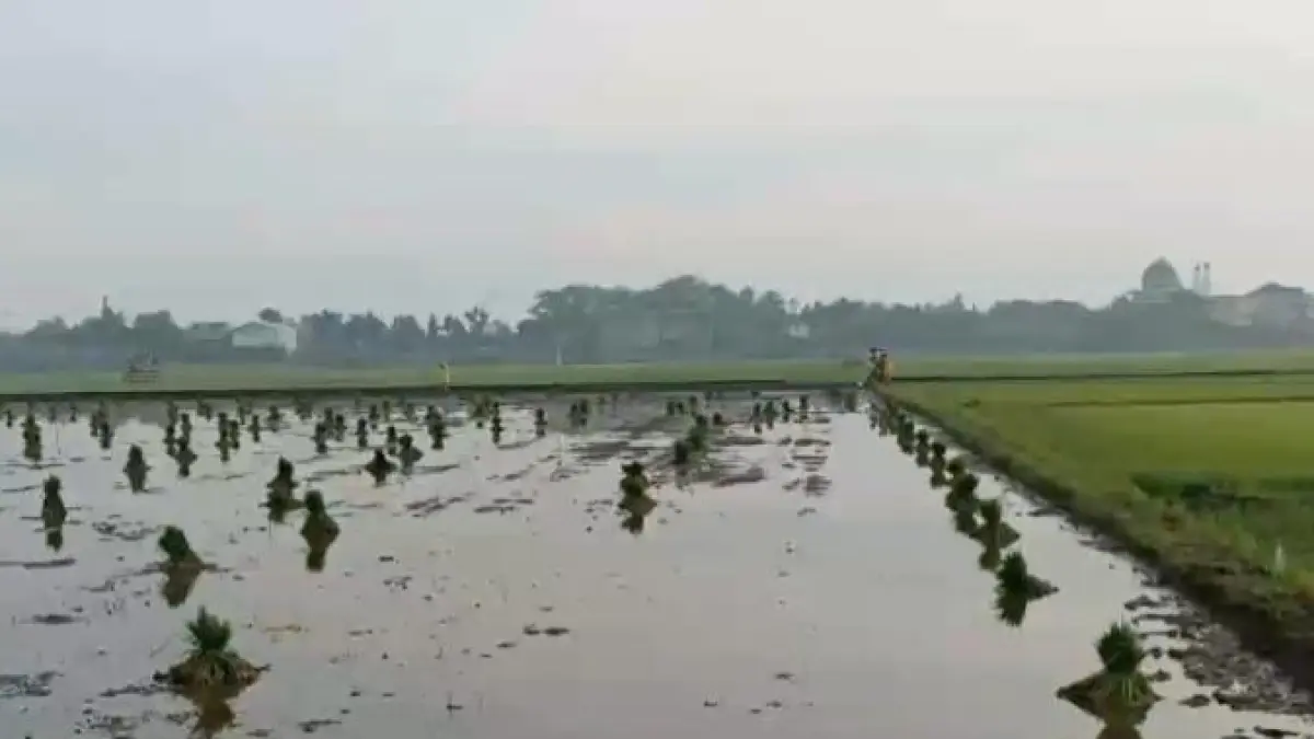 TANAM KE DUA: Petani sedang persiapan tanam ke dua setelah panen di musim tanam pertama. (YANA DWI KURNIYA WATI/RADAR BOJONEGORO)