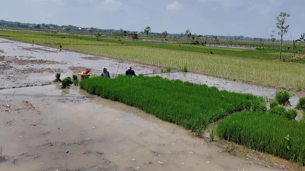 MUSIM TANAM: Petani di Bojonegoro mencabut bibit padi sebelum ditanam. Tahun ini ada potensi kekeringan. (YANA DWI KURNIYA WATI/RADAR BOJONEGORO)