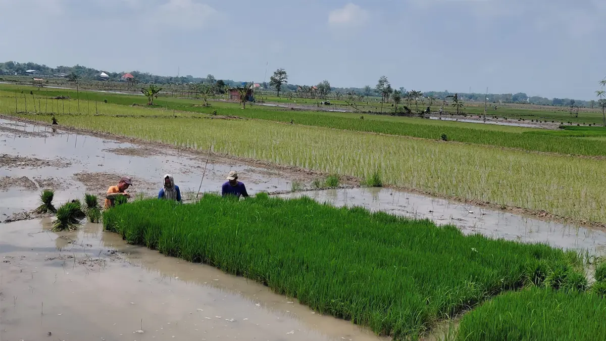 TANAM PADI: Petani sedang persiapan menanam padi dengan memindahkan dari persemaian ke lahan. Tahun ini anggaran AUTP Rp 666 juta. (YANA DWI KURNIYA WATI/RADAR BOJONEGORO)