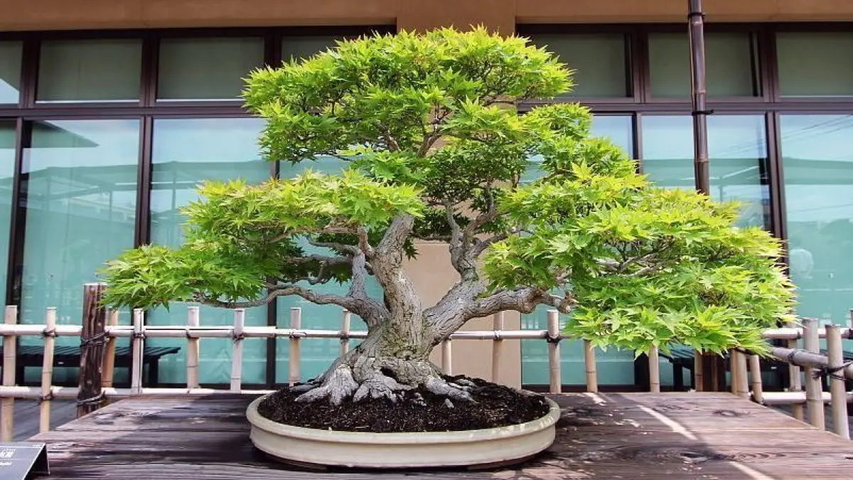 BONSAI: Satu pohon bonsai harganya bisa selangit, seharga rumah mewah.