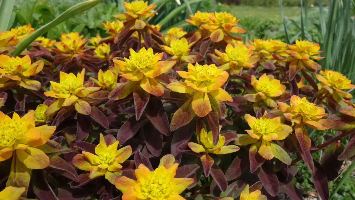 TANAMAN TANGGUH: Euphorbia merupakan salah satu tanaman tangguh yang kuat dengan cuaca panas.