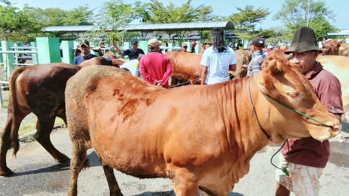 PASAR HEWAN: Penjualan sapi jelang Iduladha meningkat di Pasar Hewan Bojonegoro, bisa terjual capai 20 ekor terjual per hari. (YANA DWI KURNIYA WATI/RADAR BOJONEGORO)