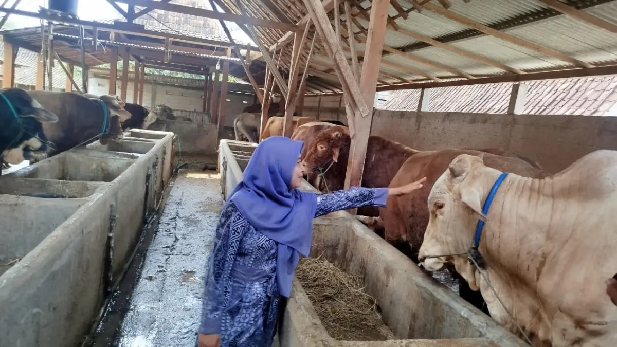DIKIRIM KE JAKARTA: Petenak asal Desa Beganjing Kecamatan Japah menyiapkan sapi jumbo untuk kirim ke Jakarta.