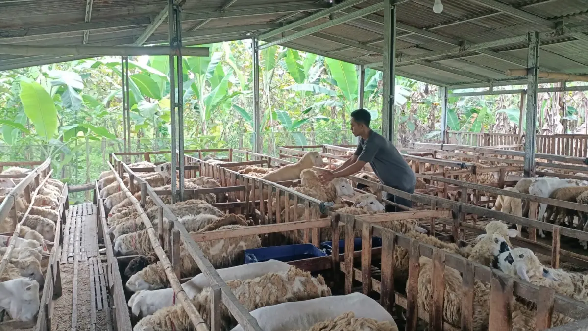 HARGA NAIK: Pedagang domba Bojonegoro sedang memberi makan.