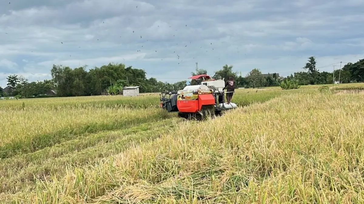 PANEN: Petani sedang panen padi di sawah, harga gabah di Kecamatan Sugihwaras tembus Rp 7.400 per kilogram. (DEWI SAFITRI/RADAR BOJONEGORO)