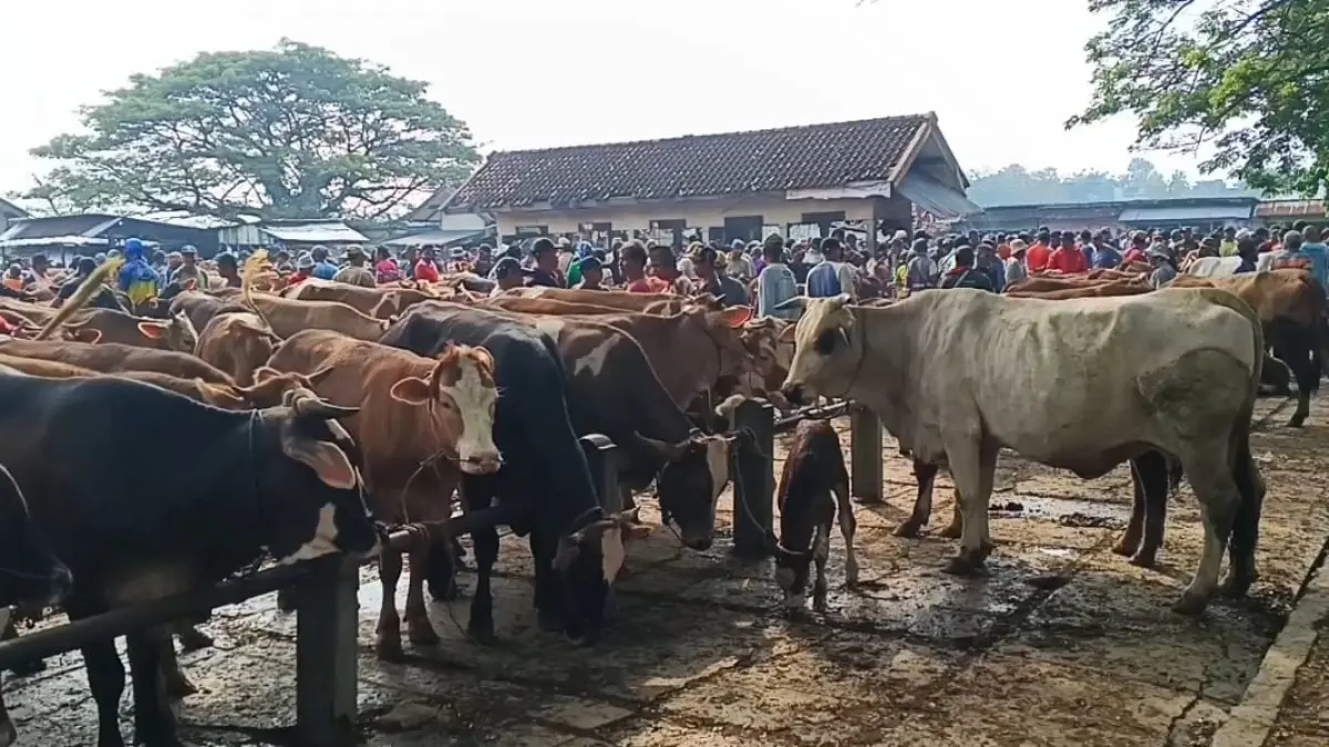 HARGA NAIK : Suasana Pasar Hewan Pon Blora yang ramai menjelang Idul Adha. (ACHMAD SYAEROYZI/RADAR BOJONEGORO)