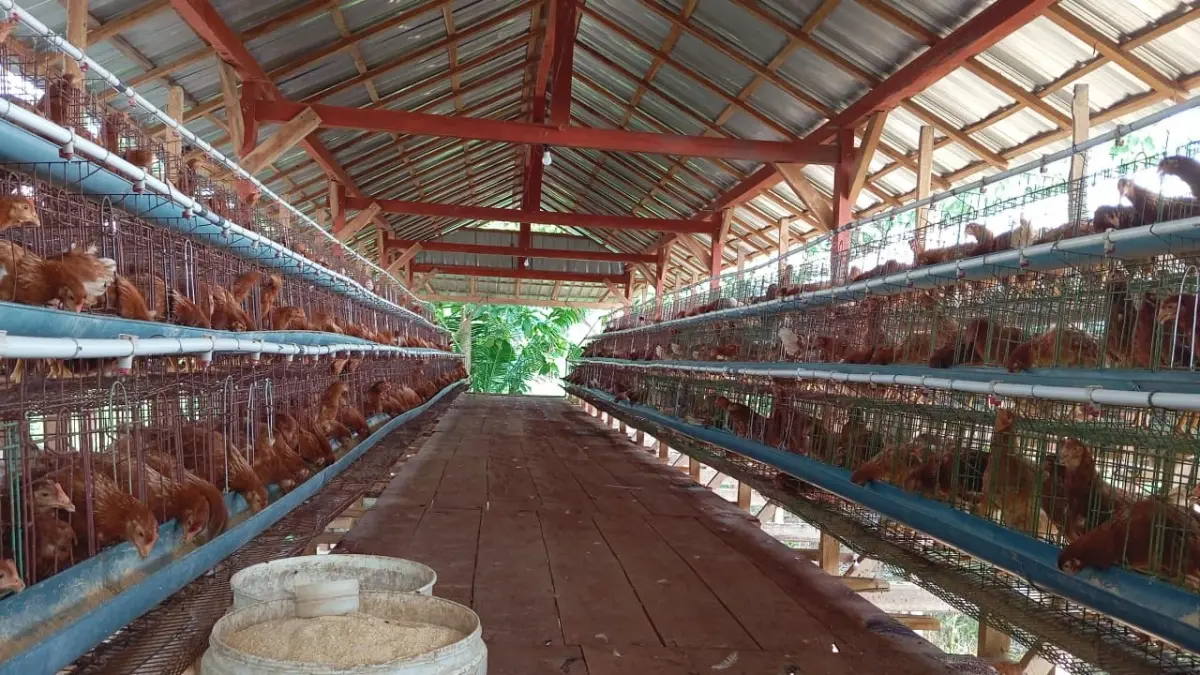 MENGGELIAT: Sebanyak seribu ayam petelur dibudidayakan BUMDes Blungun, Kecamatan Jepon.&nbsp;(ACHMAD SYAEROYZI/RDR.BJN)
