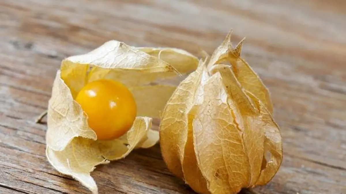 SUPERFOOD: Ciplukan merupakan salah satu superfood yang mudah ditemukan di kawasan perdesaan.