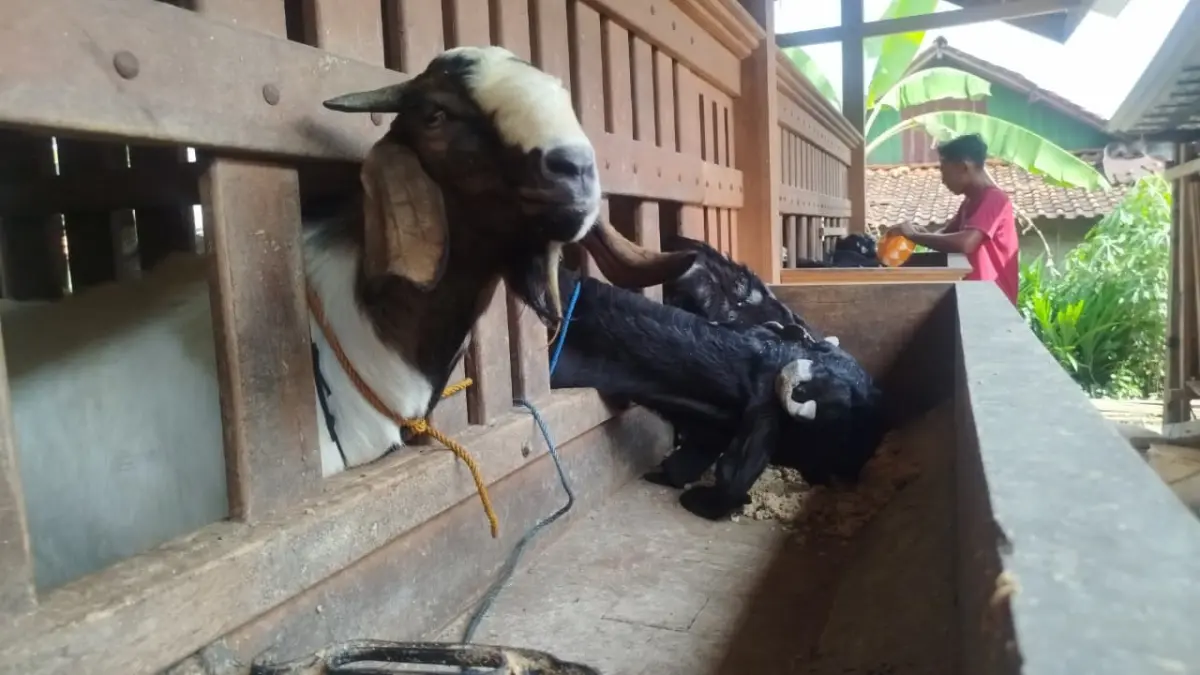 LARIS MANIS: Peternak di Desa Geneng, Kecamatan Jepon sudah menjual sekitar 40 ekor kambing jelang Hari Raya Kurban. (ACHMAD SYAEROYZI/RDR.BJN)