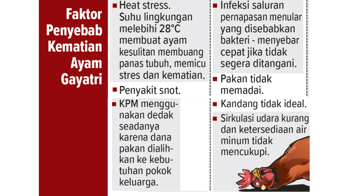 Infografis Penyebab Kematian Ayam Gayatri (AINUR OCHIEM/RADAR BOJONEGORO)