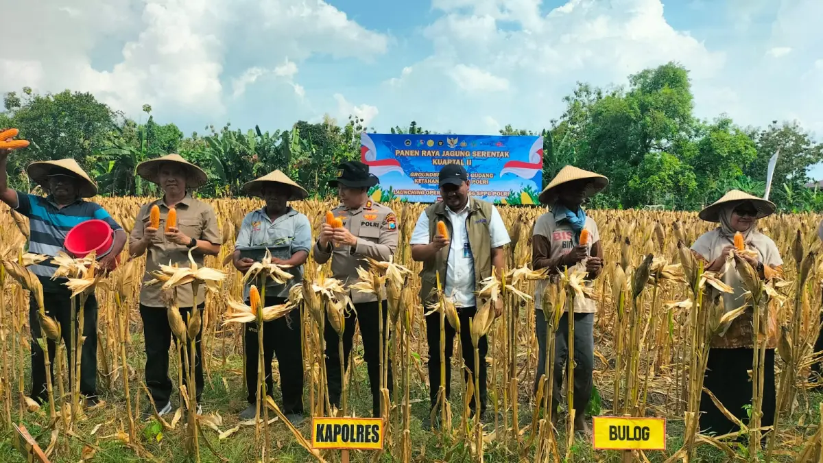 LAMPUI TARGET : Tahun ini serapan jagung pipil oleh Bulog Bojonegoro sudah malampaui target./IST