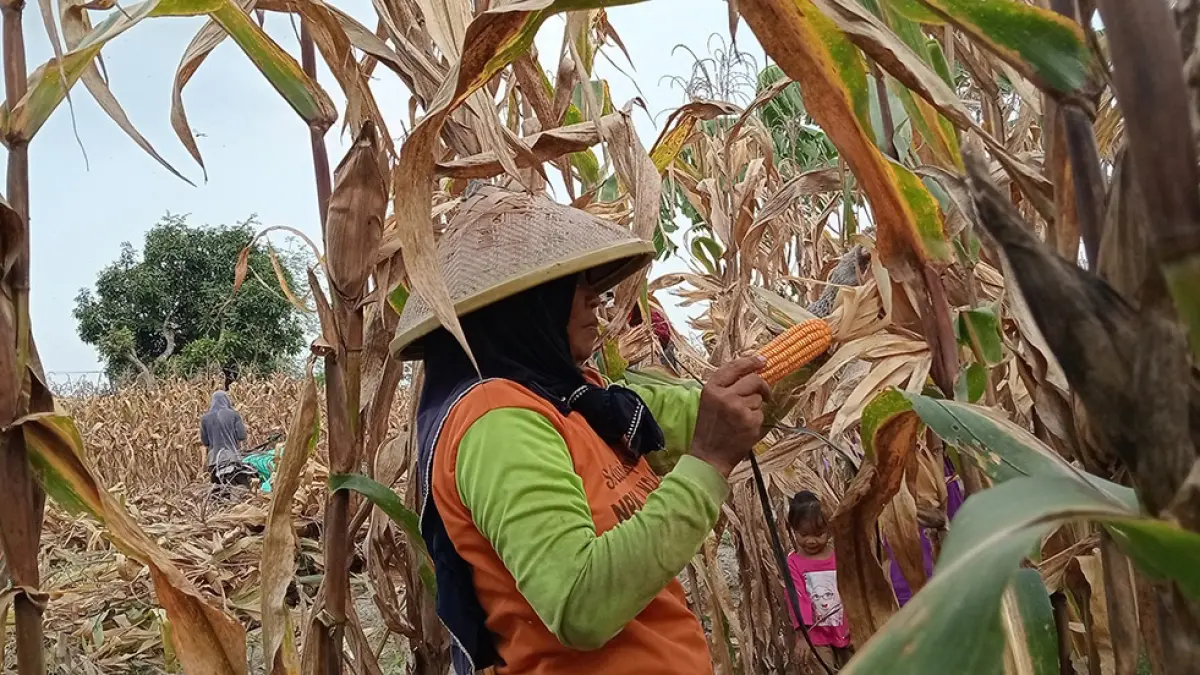 PANEN: Petani Bojonegoro memanen jagung. Tahun ini serapan jagung oleh Bulog Bojonegoro melampaui target. (Dok. Radar Bojonegoro)