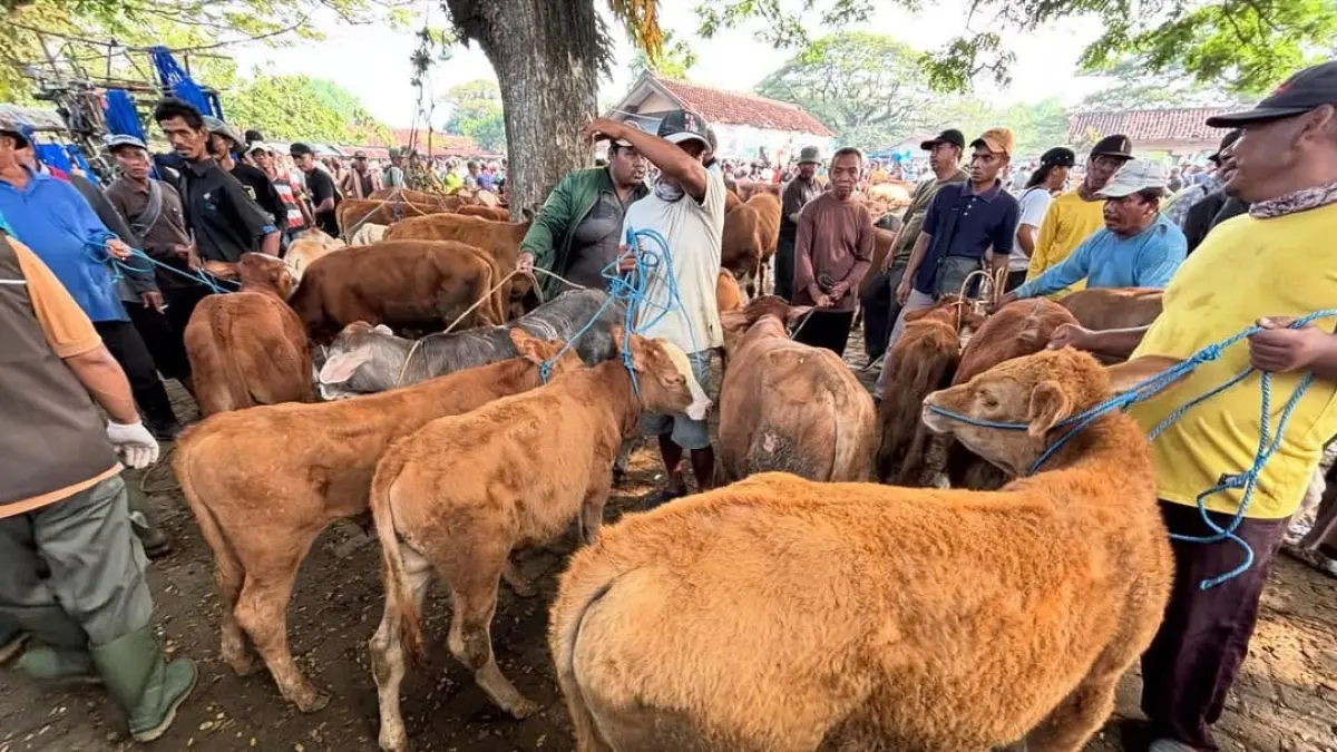 BERGELIAT : Suasana Pasar Hewan Blora ramai menjelang Idul Adha. Tidak hanya transaksi jual beli yang ramai, pemeriksaan kebuntingan juga meningkat. (ACHMAD SYAEROYZI/RADAR BOJONEGORO)