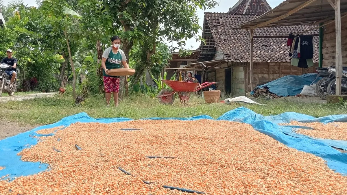 KEMARAU: Warga Bojonegoro menjemur jagung di halaman rumah saat kemarau.
