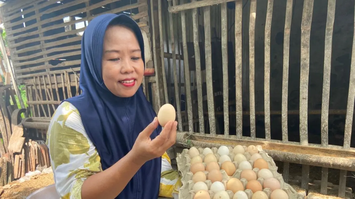 PRODUKTIF: Anggota Kelompok Jengkar Mandiri Desa Sudu, Kecamatan Gayam menunjukkan hasil telur ayam KUB yang menjadi sumber tambahan pendapatan keluarga. Warga memberi pakan ayam KUB.