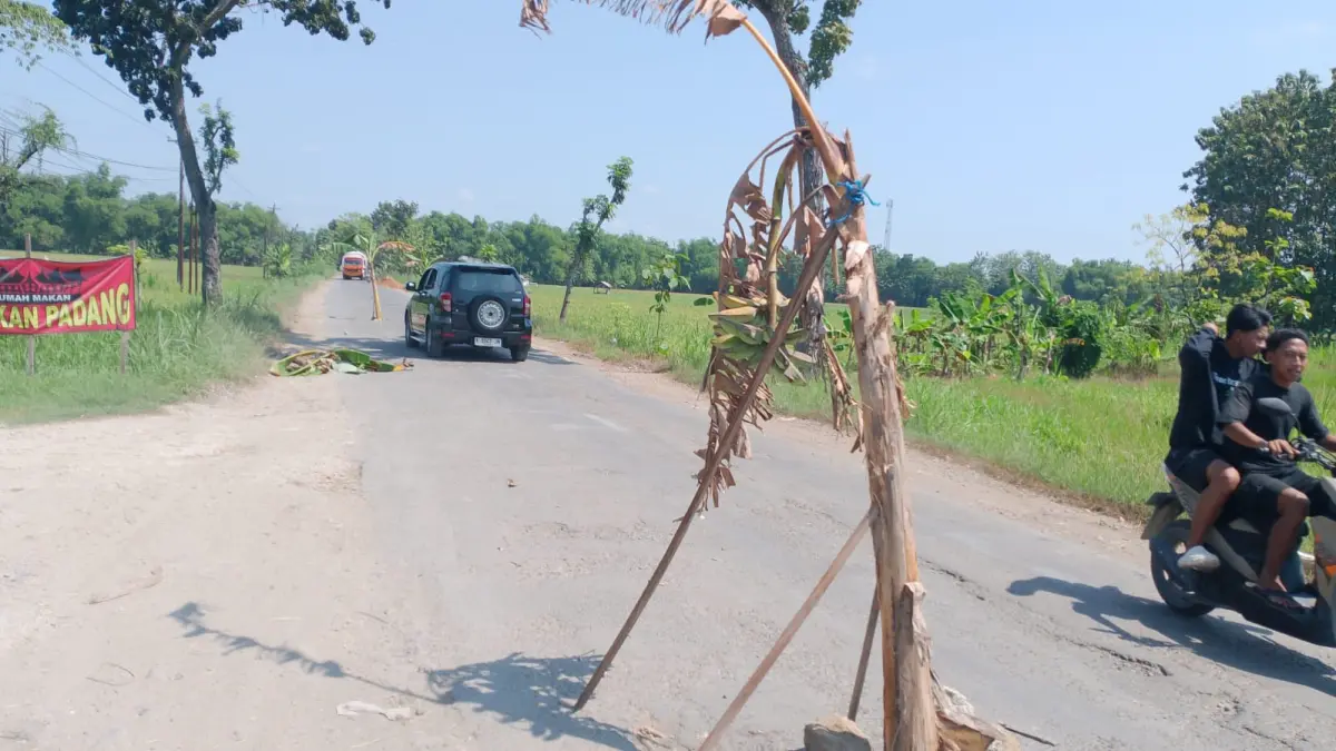 SEMPAT VIRAL: Aksi tanam pohon pisang di tengah Jalan Provinsi Randublatung-Cepu memantik perhatian dari banyak pihak. (RAHUL OSCARRA DUTA/RDR.BJN)