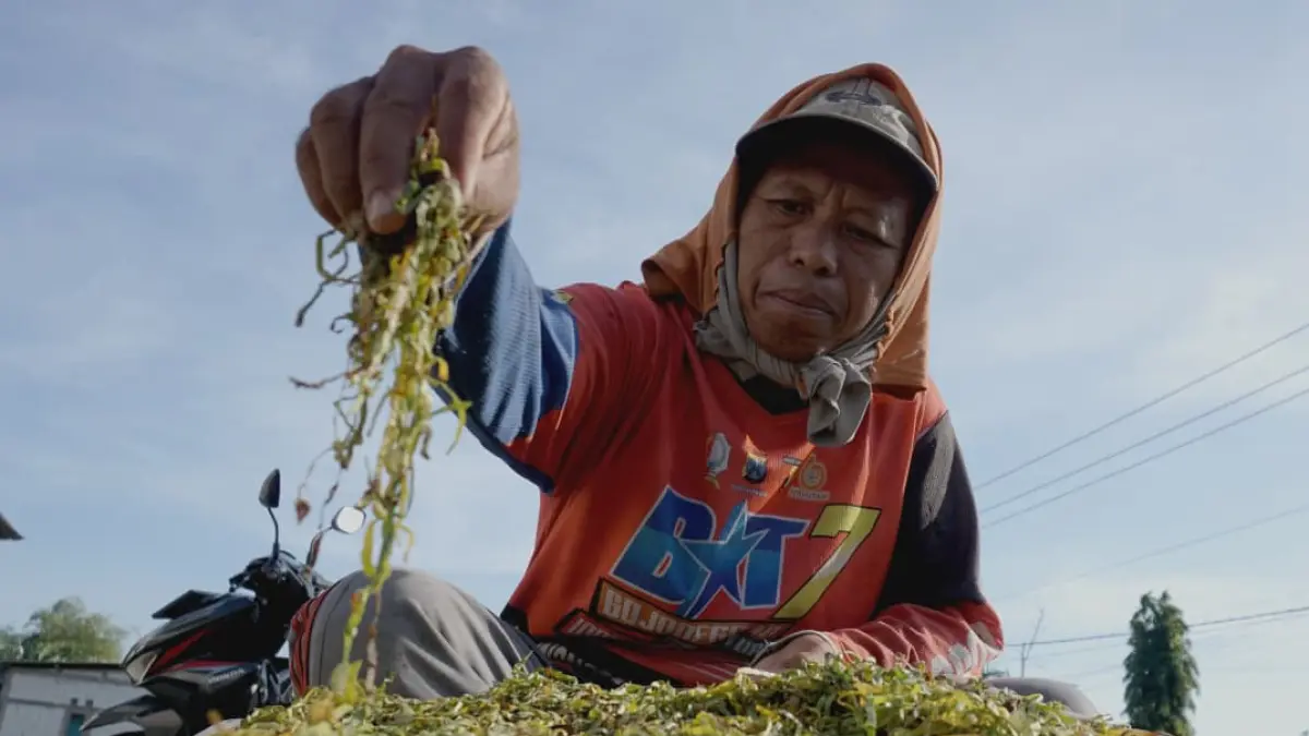MENJEMUR TEMBAKAU: Petani sat menjemur tembakau, DKPP Bojonegoro menargetkan luasan tanaman tembakau 16.000 ha tahun ini, lebih tinggi dibanding realisasi luas tanam tembakau 2025 sekitar 15.000 ha. (HAKAM ALGHIFARI/RADAR BOJONEGORO)