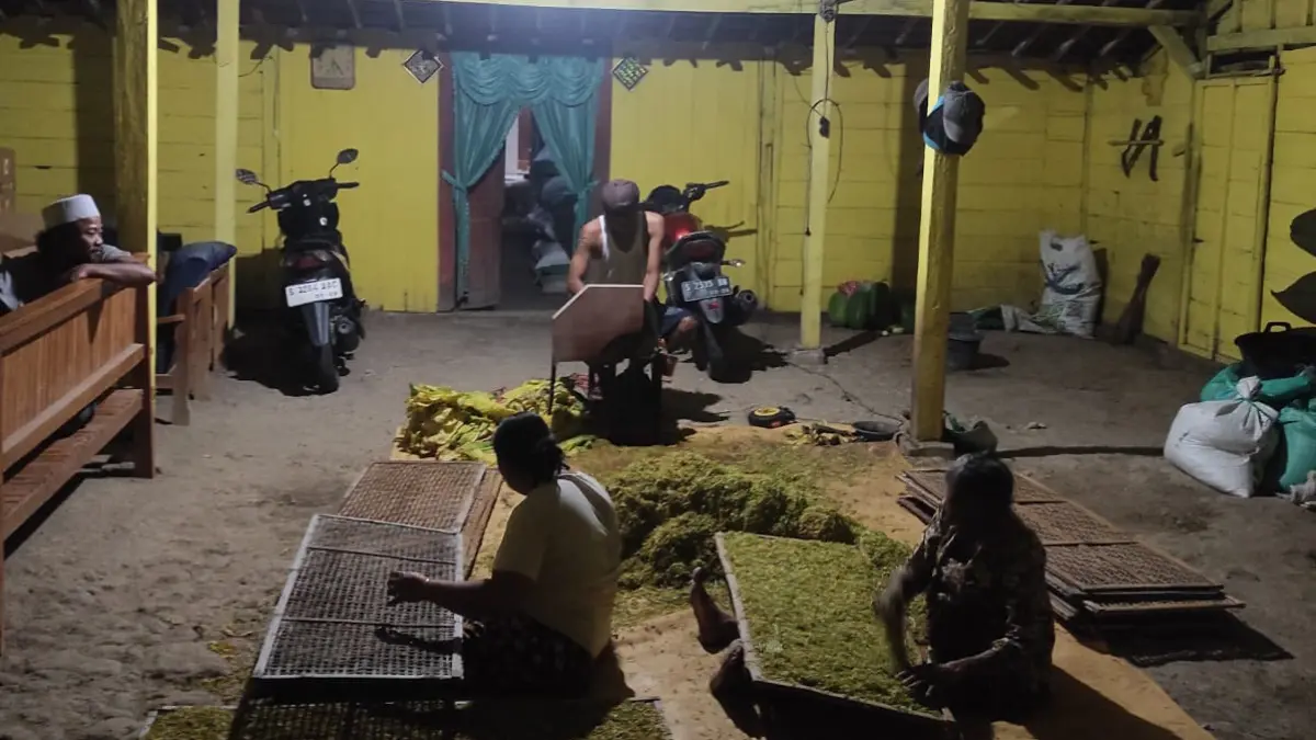 MENJEMUR: Warga sedang menjemur tembakau hasil rajangan. (DEWI SAFITRI/RADAR BOJONEGORO)