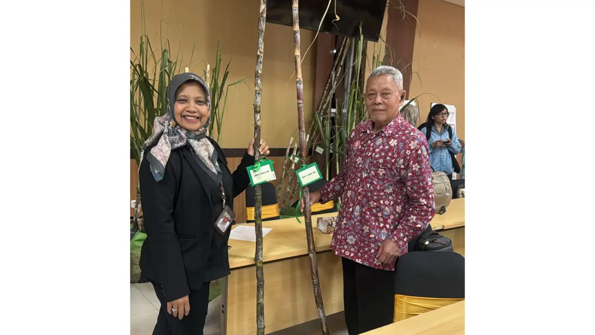 Profesor Budi menunjukkan 2 tebu varitas unggul temuannya.