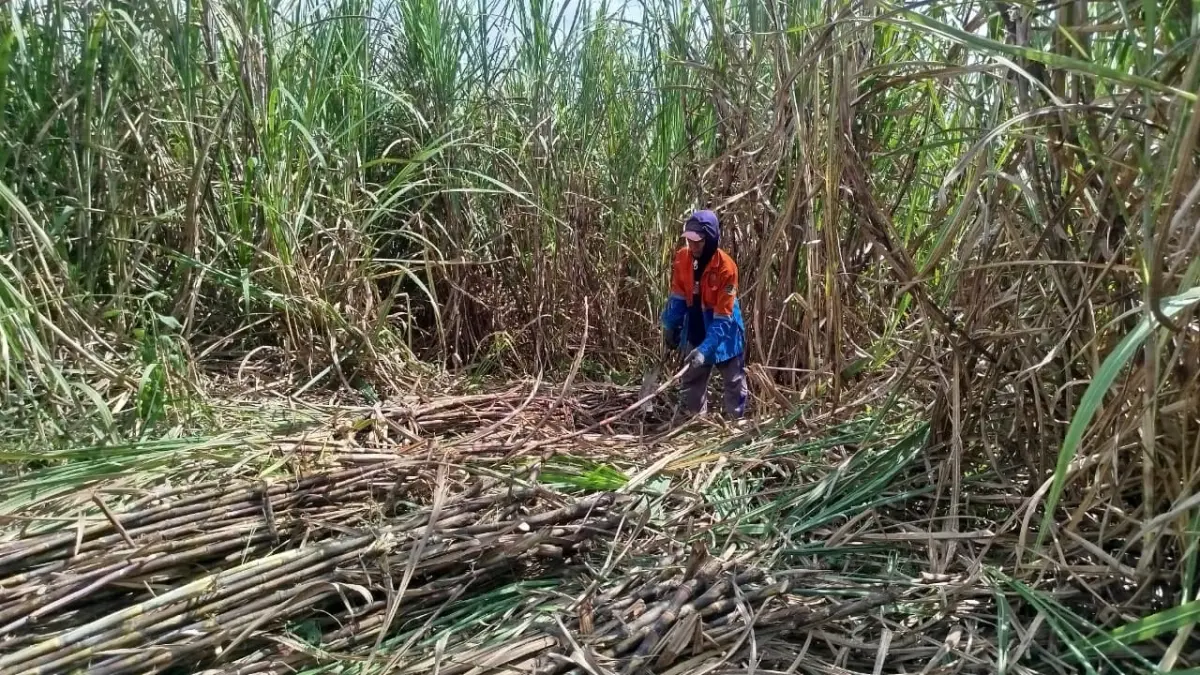 PANEN: Petani tebu Blora saat panen. Saat ini mereka menjual tebu ke PG Trangkil. (SYAEROYZI/RADAR BOJONEGORO)
