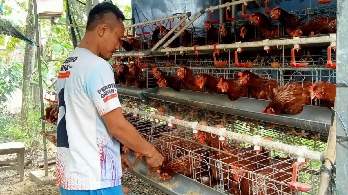 GAYATRI: KPM Gayatri sedang di kandang ayamnya, kenaikan harga pakan pabrikan berdampak menurunnya pendapatan. (YANA DWI KURNIYA WATI/RADAR BOJONEGORO)