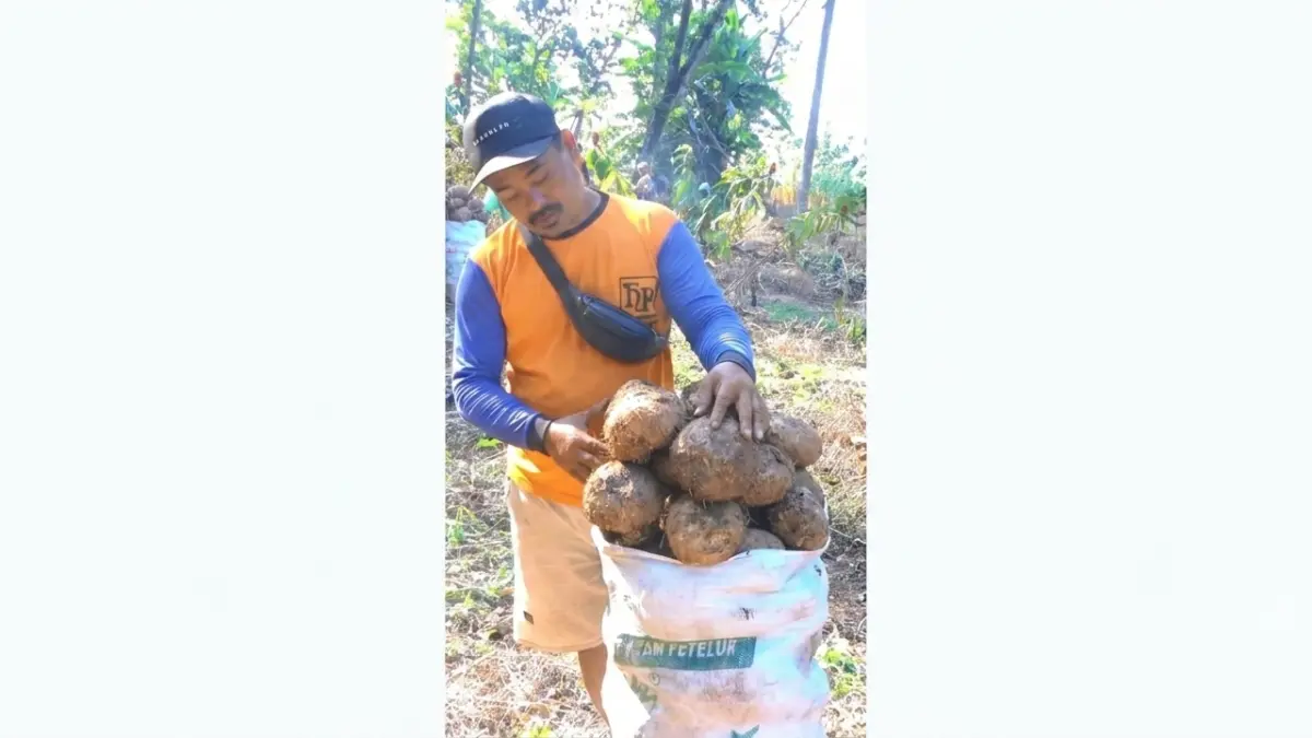 PANEN PORANG: Petani sedang memanen porang, perlu dijaga keseimbangan antara produksi bahan baku dan daya serap industri. (DEWI SAFITRI/RADAR BOJONEGORO)
