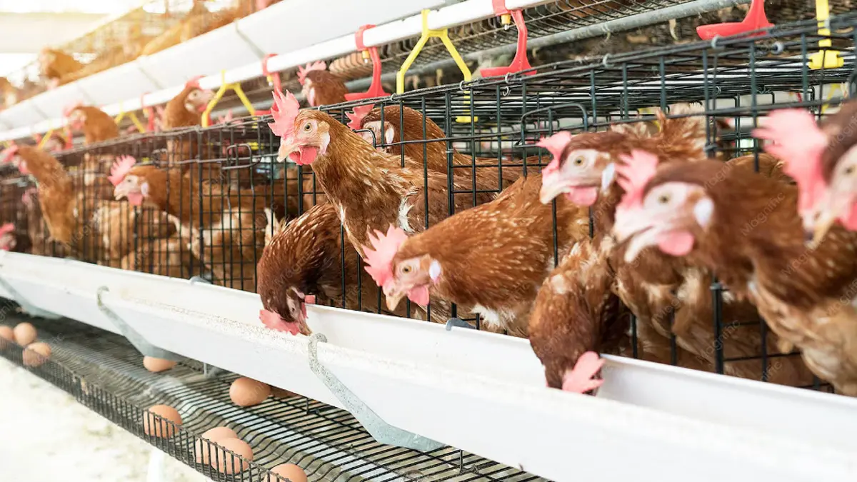 Bahaya penyakit ND yang dapat mengurangi produktifitas telur pada ayam. (PINTEREST/ANDHIKA FERIAWAN/RADAR BOJONEGORO)