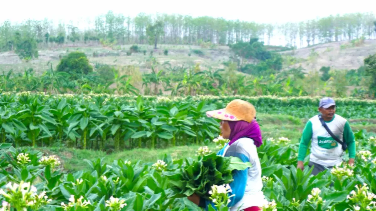 TEMBAKAU: Para petani tembakau di Desa Balun sedang panen tembakau. (Farhan Reza/RADAR BOJONEGORO)