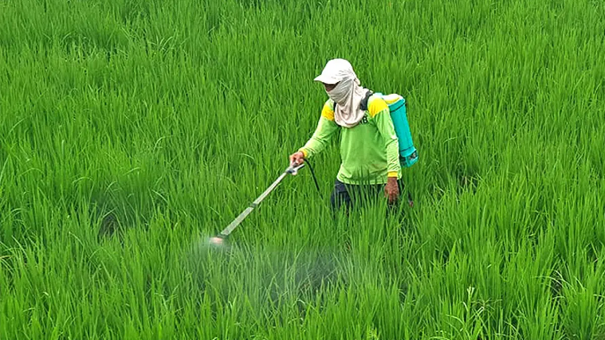 PADI DI MUSIM KEMARAU: Pemkab sudah melarang petani tidak menanam padi di musim kemarau, tetap petani di Kecamatan Dander bertekad tetap menanamnya, dengan biaya produksi lebih tinggi. (HAKAM ALGHIVARI/RADAR BOJONEGORO)