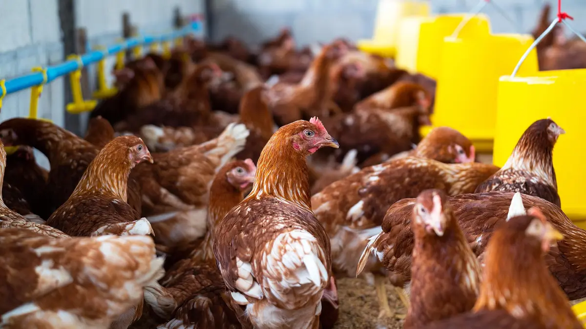 Kebersihan kandang menjadi salah satu faktor penting dalam keberhasilan usaha peternakan ayam. (MAGNIFIC/ANDHIKA FERIAWAN/RADAR BOJONEGORO)
