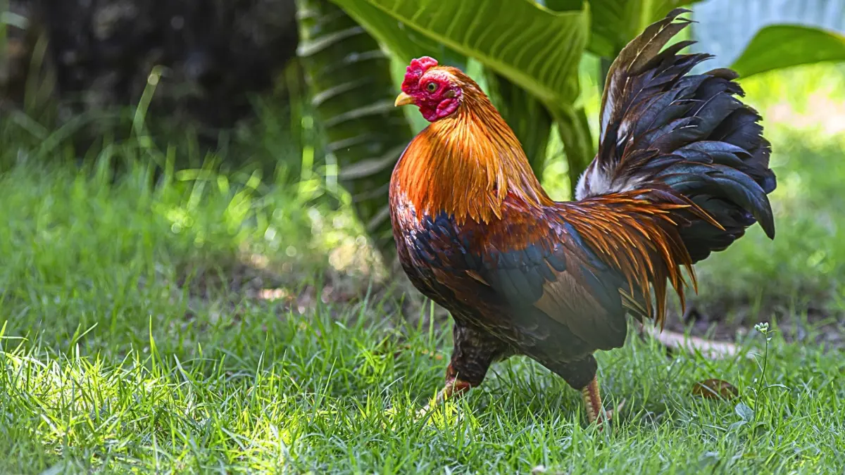 Menyediakan obat dan vitamin untuk mengantisipasi penyakit pada ayam kampung. (MAGNIFIC/ANDHIKA FERIAWAN/RADAR BOJONEGORO)