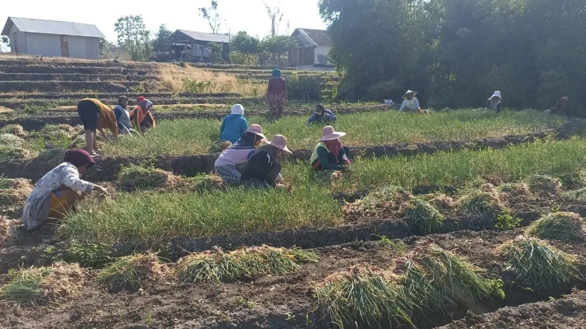 PANEN : Warga Desa Klino Kecamatan Sekar sedang memanen bawang merah.(DEWI SAFITRI/RADAR BOJONEGORO)


