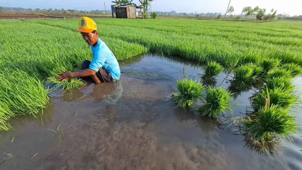 PENEN : Petani Bojonegoro sedang mencabut bibit padi untuk ditanam di sawah.(HAKAM/RADAR BOJONEGORO)

&nbsp;