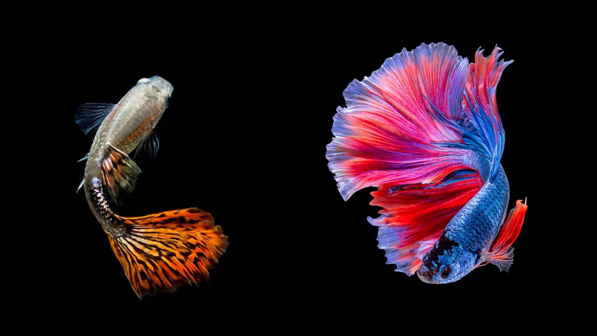 Ikan Cupang dan Ikan Guppy, dua dari sekian banyak ikan hias yang menjadi favorit untuk dipelihara. (MAGNIFIC/ANDHIKA FERIAWAN/RADAR BOJONEGORO)