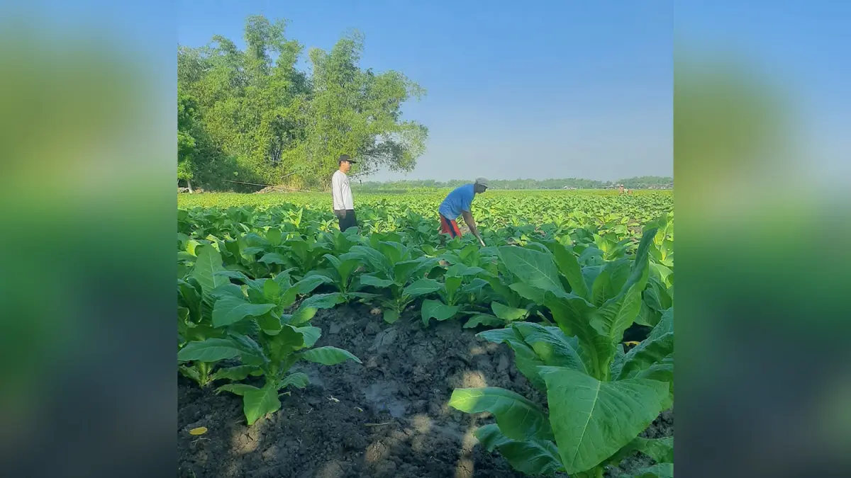 MULAI PANEN: Petani tembakau di Kecamatan Kedungadem, Sugihwaras, Sumberrejo, dan Kepohbaru mulai panen. (YANA DWI KURNIYA WATI/RADAR BOJONEGORO)