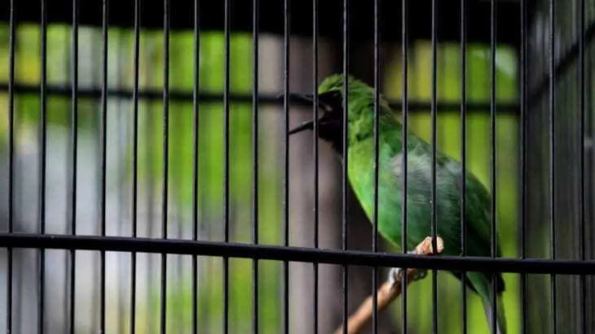 burung cucak ijo dalam sangkar