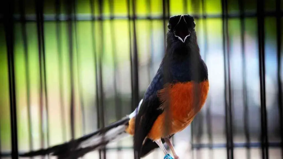 burung murai batu dalam sangkar