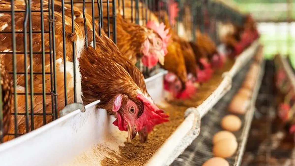 Ayam petelur jenis Lohman Brown menjadi salah satu ayam yang umum di budidaya peternak karena produksi telurnya yang tinggi. (PINTEREST/ANDHIKA FERIAWAN/RADAR BOJONEGORO)
