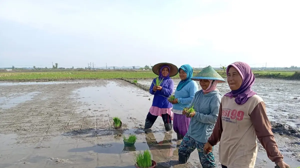 BAKAL DIPERLUAS: Pertanian organik yang telah diterapkan di sejumlah area persawahan di Desa Bajo, Kecamatan Kedungtuban. (IST./RDR.BJN)