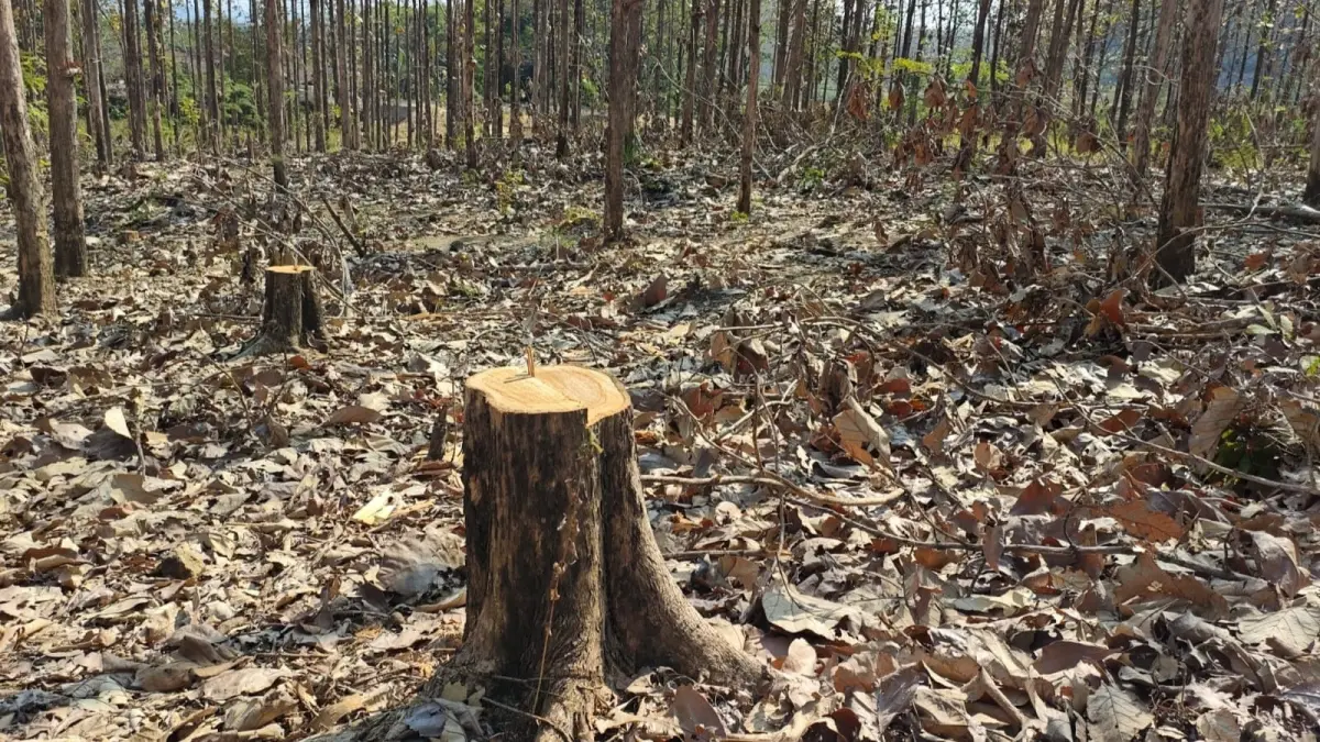 DICURI: Pohon jati wilayah RPH Sukun, petak 160, 161, dan 162, Kecamatan Gondang diduga dicuri. (ISTIMEWA/RADAR BOJONEGORO)