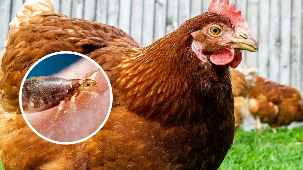 Gurem, parasit kecil yang hidup di sekitar tubuh yang dapat menyebabkan ayam merasa gatal, gelisah, hingga mengalami penurunan kondisi tubuh. (MAGNIFIC/ANDHIKA FERIAWAN/RADAR BOJONEGORO)