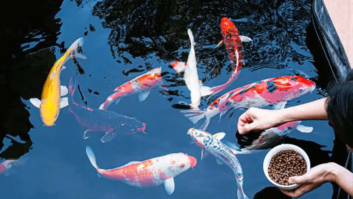 Berikan pakan ikan hias yang sesuai nutrisi agar ikan terlihat lebih sehat. (PINTEREST/ANDHIKA FERIAWAN/RADAR BOJONEGORO)