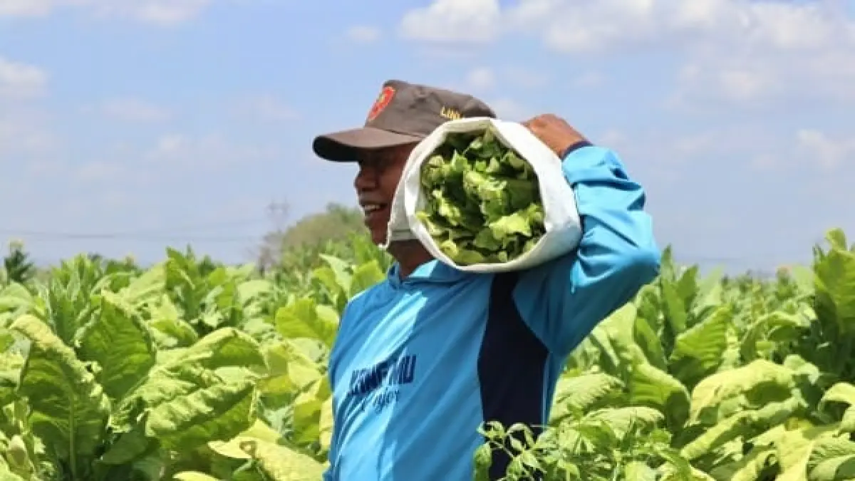 PANEN: Petani tembakau di Kecamatan Sukosewu mulai panen petikan pertama hingga petikan keempat. (ISTIMEWA/RADAR BOJONEGORO)