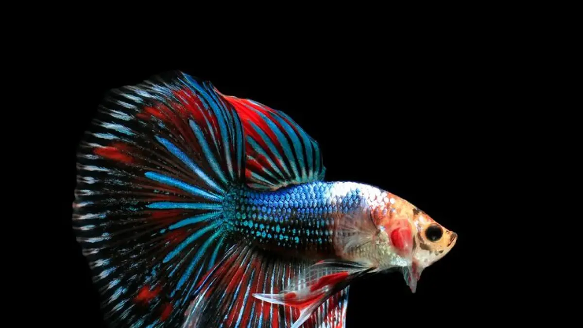 Ikan cupang yang sehat (FARHAN REZA/RADAR BOJONEGORO)