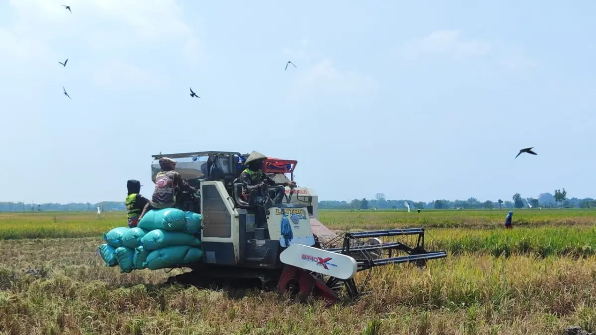 PENEN : Petani sedang memanen padi di puncuk musim kemarau. Banyak anak muda saat ini tidak mau menjadi petani. (ANDIKA FERIAWAN/RADAR BOJONEGORO)