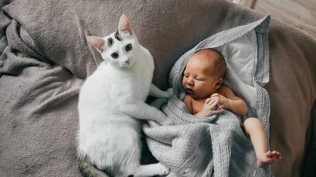 Hewan peliharaan kucing bisa berdampak pada kesehatan mental anak.