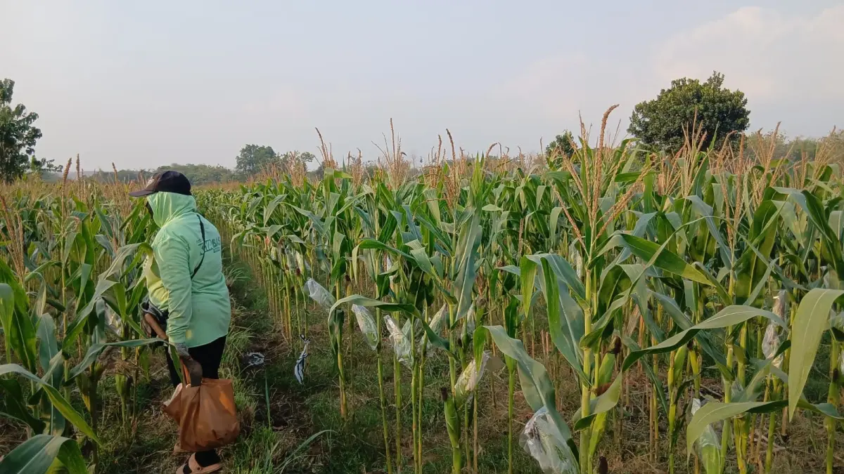 MENELAN KERUGIAN: Petani di 22 desa di Kecamatan Todanan banyak yang memilih tak menanami sawah miliknya, akibat masifnya serangan hama tikus. (RAHUL OSCARRA DUTA/RDR.BJN)