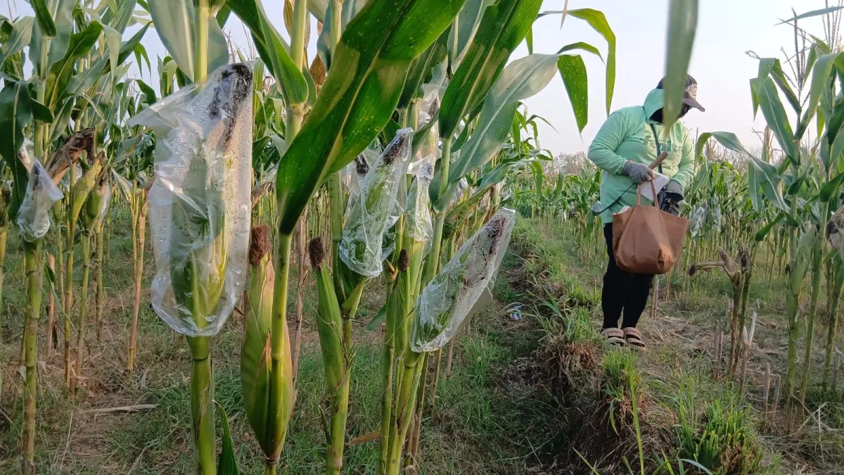 SERANGAN TIKUS MASIF: Hanya segelintir masyarakat di Kecamatan Todanan yang memilih bertani di tengah masifnya serangan hama tikus. (IST./RDR.BJN)