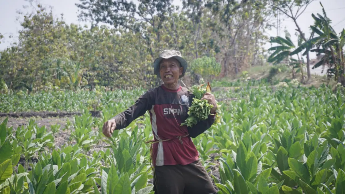 TIDAK MAKSIMAL : Tanaman tembakau yang ada di Bojonegoro. (FARHAN REZA/RADAR BOJONEGORO)